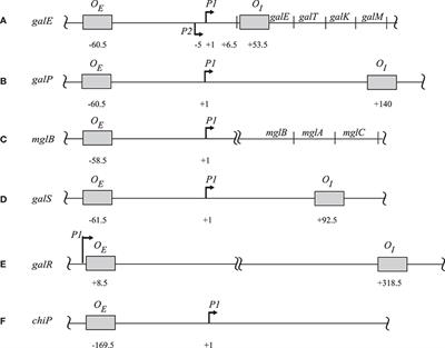 Genome-Wide Transcriptional Regulation and Chromosome Structural Arrangement by GalR in E. coli